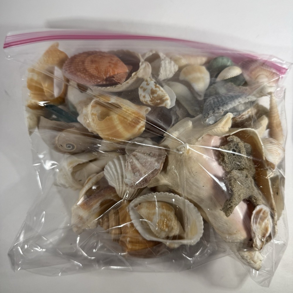 Seashell Lot Approx 2 Lbs Pink Murex, Turritella, Scallop, Conch, etc‎ Mixed lot